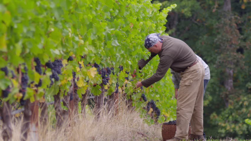 Two men harvesting grapes in vineyard