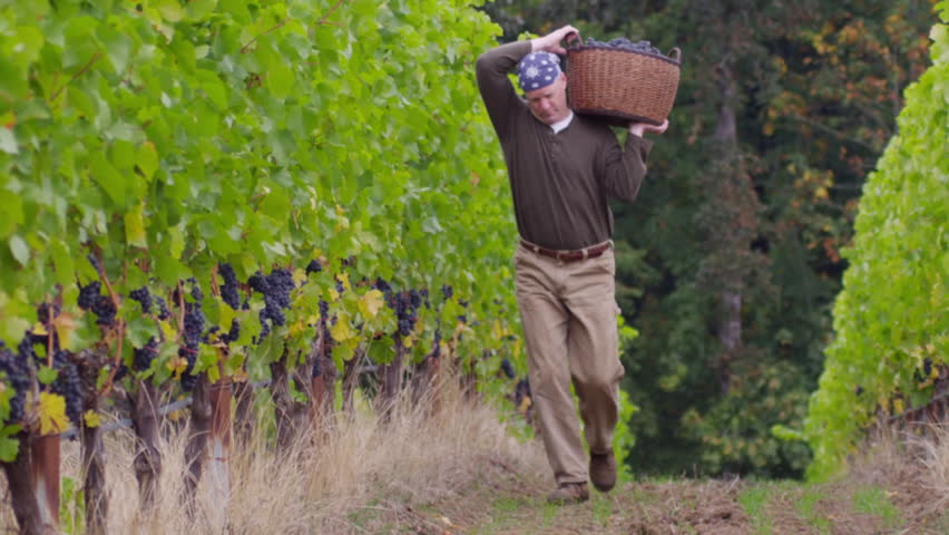 Man carrying basket of grapes in vineyard