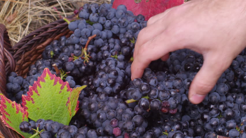 Man adding freshly harvested grapes to basket