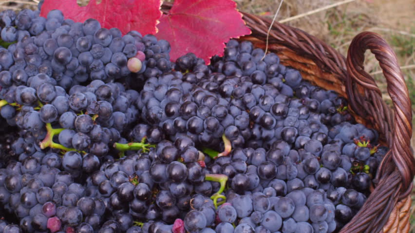 Freshly harvested wine grapes in basket