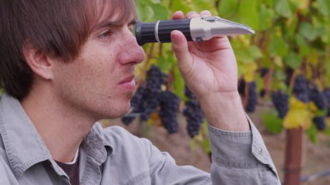 Winemaker uses refractometer to check grape brix (sugar) level