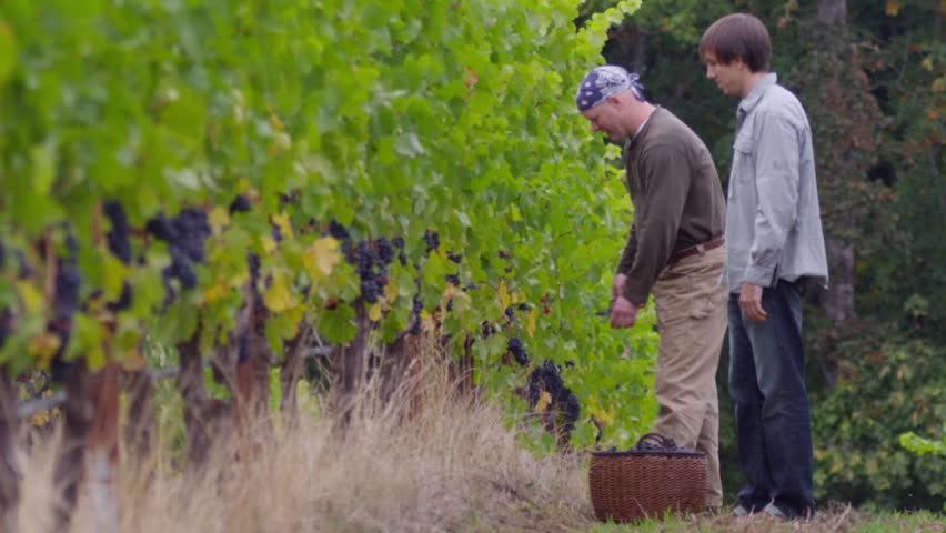 Two men harvesting grapes in vineyard