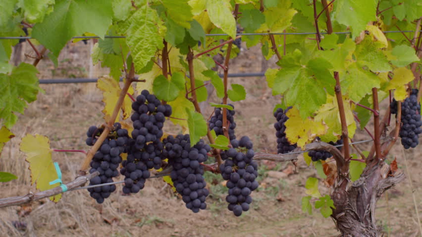 Pan over ripe grapes on vine