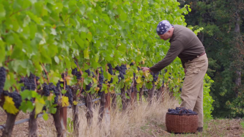 Man harvesting grapes in vineyard