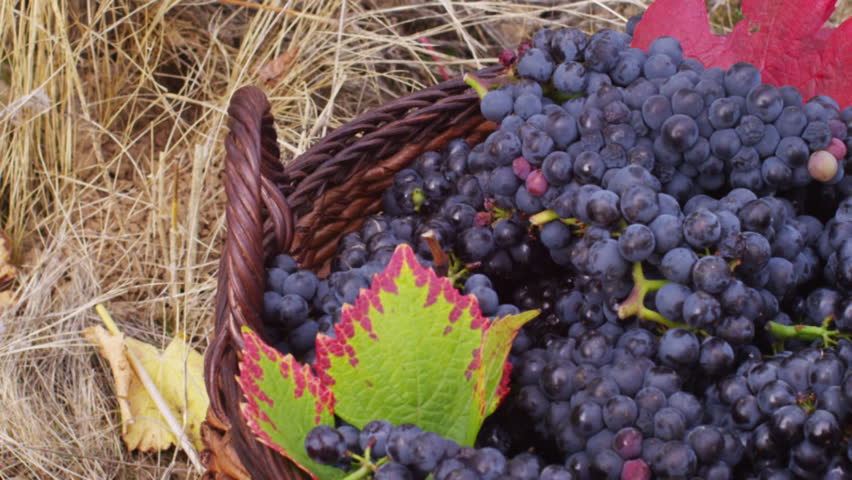 Freshly harvested grapes in basket