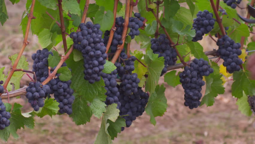 Man harvesting grapes in vineyard