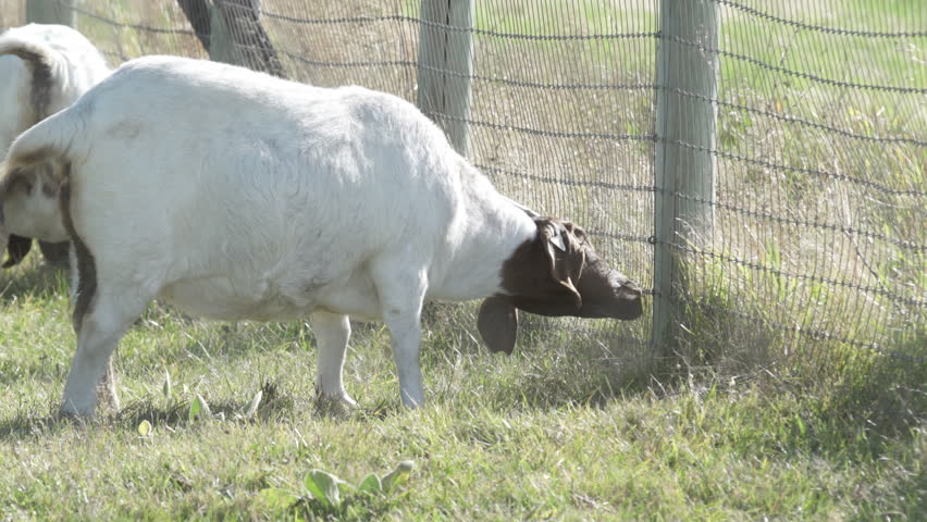 Goats grazing and eating grass in a field near a fence.