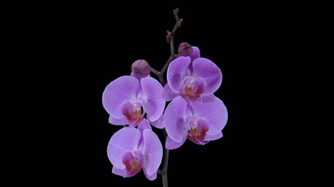 Time-lapse of opening purple Phalaenopsis orchid 5a3 in PNG+ format with ALPHA transparency channel isolated on black background
