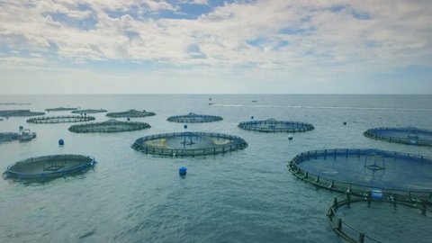 Aerial - Flying above fish farm in the Atlantic Ocean Canary Islands with circular cages for breeding Dorado and Seabass fish