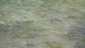 Wild tropical fish from mahseer family or ikan kelah in Malaysian swimming at flowing river in Sabah Malaysia Borneo.