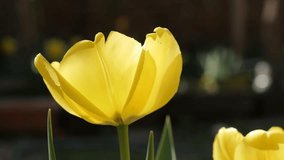 Sun over yellow lily family Tulipa gesneriana flower 4K 2160 30fps UltraHD footage -  Didier tulip plant in natural environmen  3840X2160 UHD video