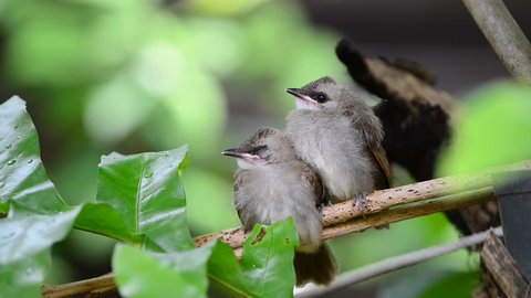  
Juvenile birds ,Yellow-vented bulbul ( Pycnonotus goiavier )
perching side by side  waiting for parent feeding.
Bird sibling.
 