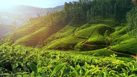 Beautiful tea plantation landscape of green valleys under morning sun. Sri Lanka
