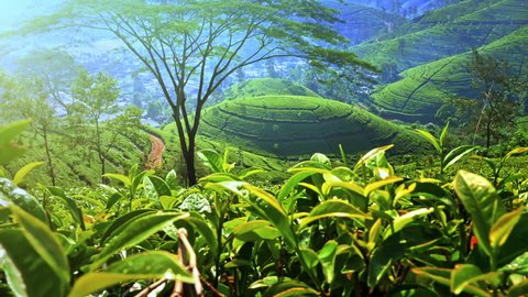 Beautiful tea plantation valley landscape. Hills and roads in rural Sri Lanka. Green fresh foliage leaves ripening in tropical climate of Asian countryside