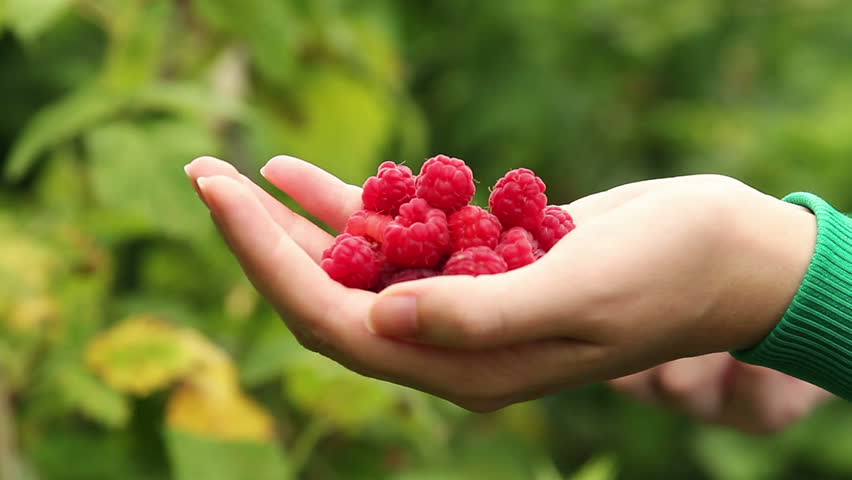 picking raspberries in the garden, hand holding red raspberries