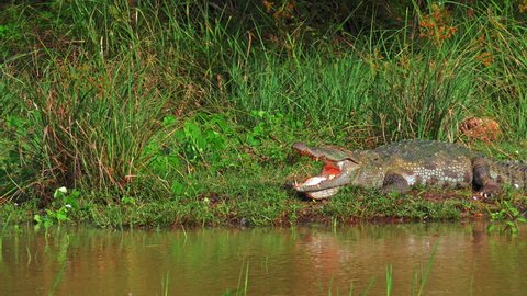 Mugger crocodile on lake bank near water edge. Wildlife safari nature landscape. Visiting national parks of Sri Lanka