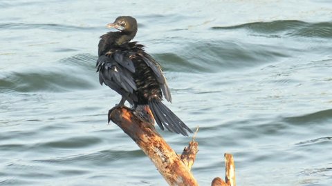 Tropical seabird Black Cormorant on perch near lake. Sri Lanka wildlife animals