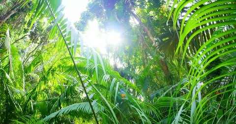 Beautiful nature of jungle forest. Green botany and fresh palm tree foliage under bright sun of tropical climate