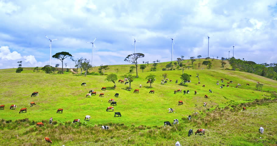 Alternative energy, ecology and environment concept landscape. Windmills and cows grazing on green hills pastures in rural idyllic countryside