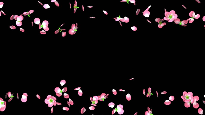 dark minimalist wallpaper cherry blossom