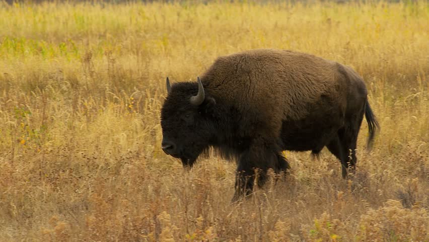 Large Bison Running Through Field Stock Footage Video (100% Royalty ...