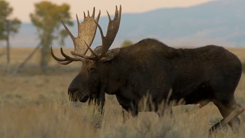 Big bull moose with full antlers eating grass in the evening  స్టాక్ వీడియో