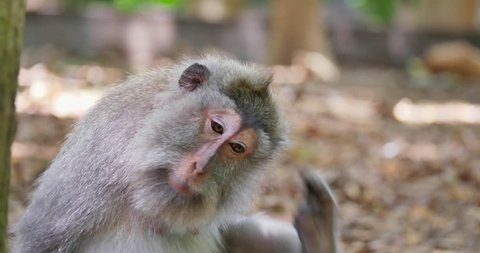 Funny macaque monkey itches and scratches its fur and body hair in wild nature