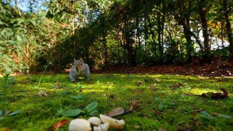 Eating squirrel close up - footage recorded with very wide angle lens - Excellent sharpness and detail in Full HD