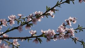 Young deciduous peach fruit tree against blue sky 4K 2160p 30fps UltraHD footage - Close-up branches of Prunus persica with spring flowers 3840X2160 UHD video