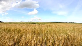 Waving golden wheats in a field with fish eye effect