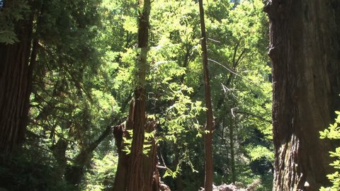 forest and redwoods tilt view