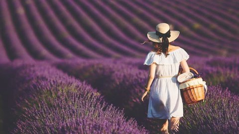 Woman Walking with picnic busket in an Endless Lavender Field. SLOW MOTION 120 FPS. Unrecognizable girl in a hat enjoying blooming lavender field. Plateau du Valensole, Provence, France, Europe.