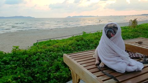 Cute Pug Dog Dries on a Beach After Swimming Wrap with Towel