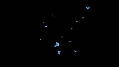 Butterfly Swarm - Blue Adonis - Transparent Loop - Ultra HD 4K realistic 3D animation with alpha channel.