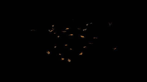 Butterfly Swarm - American Monarch - Transparent Loop - Full HD realistic 3D animation with alpha channel.