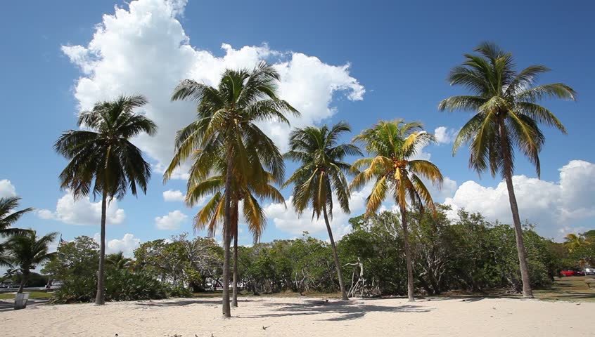 Coconut palm trees in Florida, United States