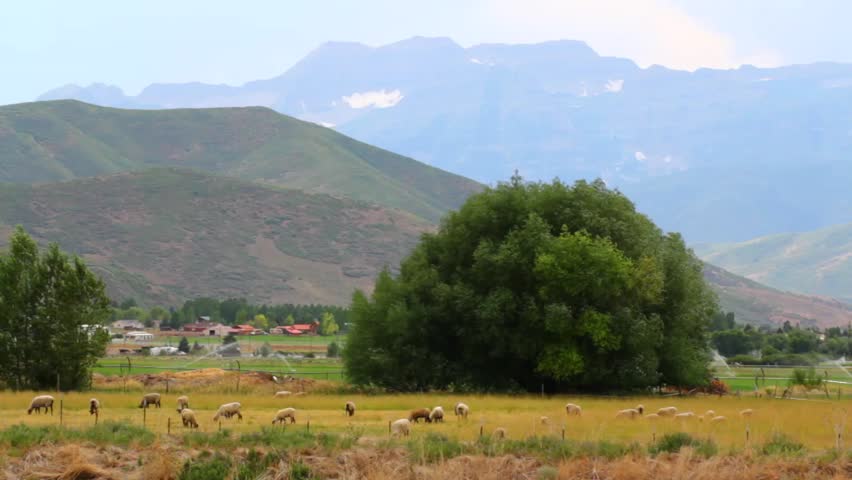A herd of sheep in a beautiful mountain valley pasture