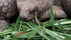 Extreme Close Up : Giant Turtle Eating  Green Grass
