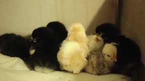 Recently hatched, still wet, yellow newborn chicks in an incubator. They fit tightly, to fall asleep together in warmth. Cleaned. Clean the feathers. Video with sound.