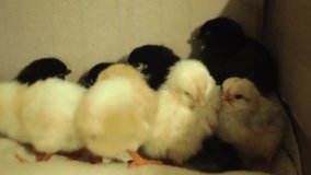 Recently hatched, still wet, yellow newborn chicks in an incubator. Clean feathers, fall asleep. Video with sound.