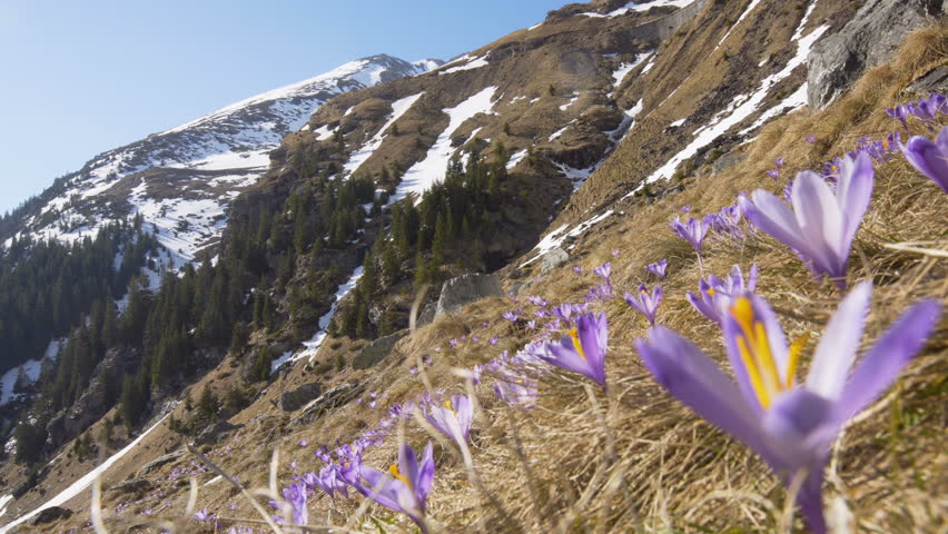 Two hikers on a mountain trail with flowers in foreground