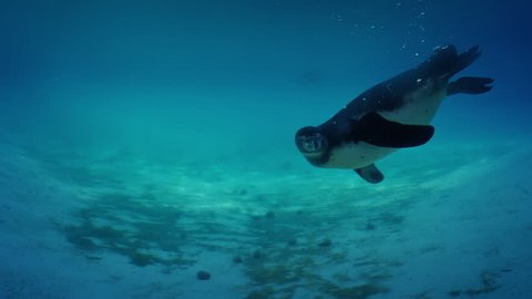 Penguin Swims Up To Camera And Twirls