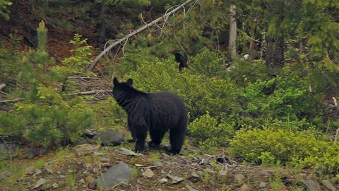 Dolly on Black Bear in British Columbia