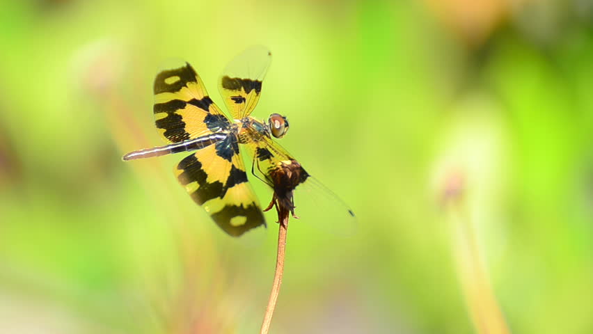 Dragonfly with grass flower