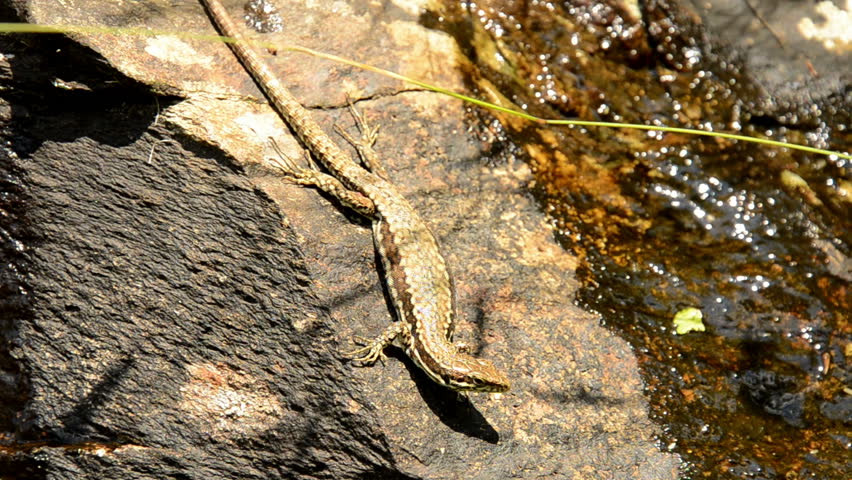 lizard on a stone