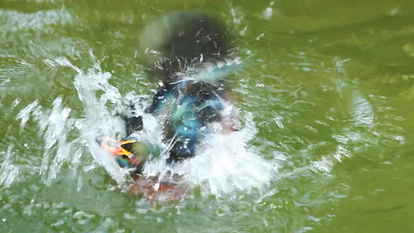 Wood Duck Dabble (Shot at 60fps and played back at 24fps. )