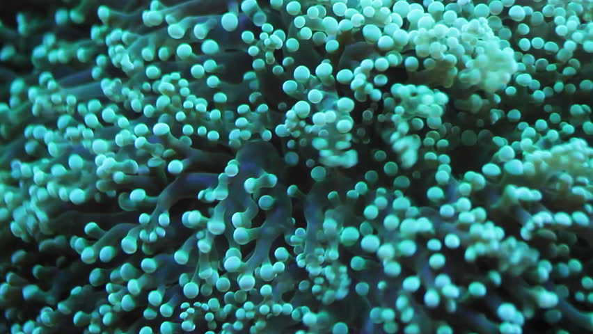 Green soft coral swaying underwater