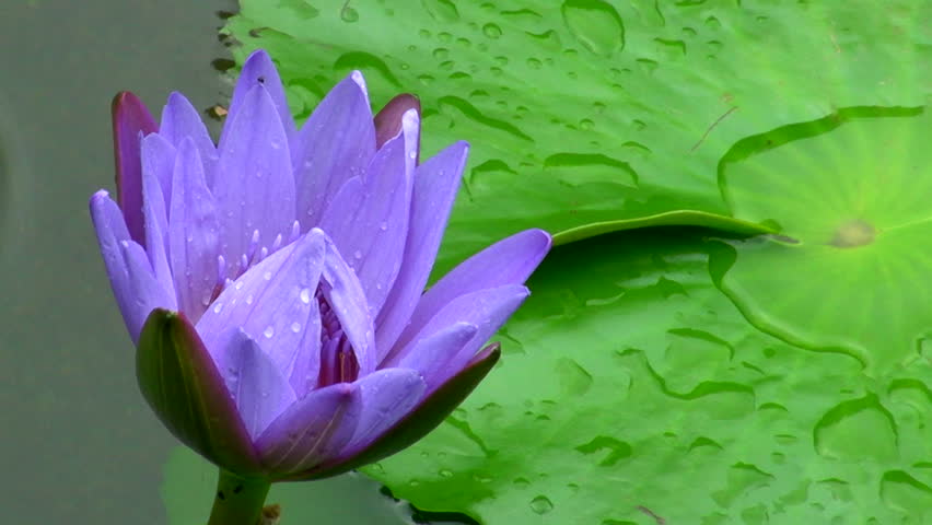 Violet Water lily After a Rain.