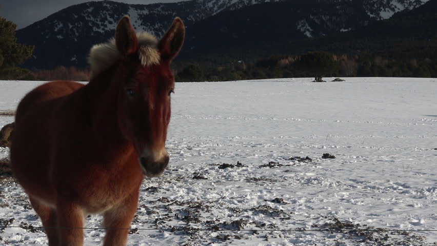 mountain horse in winter