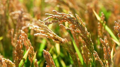 Rice Field before Harvesting . Ripe Ears of Rice swaying in the Wind วิดีโอสต็อก